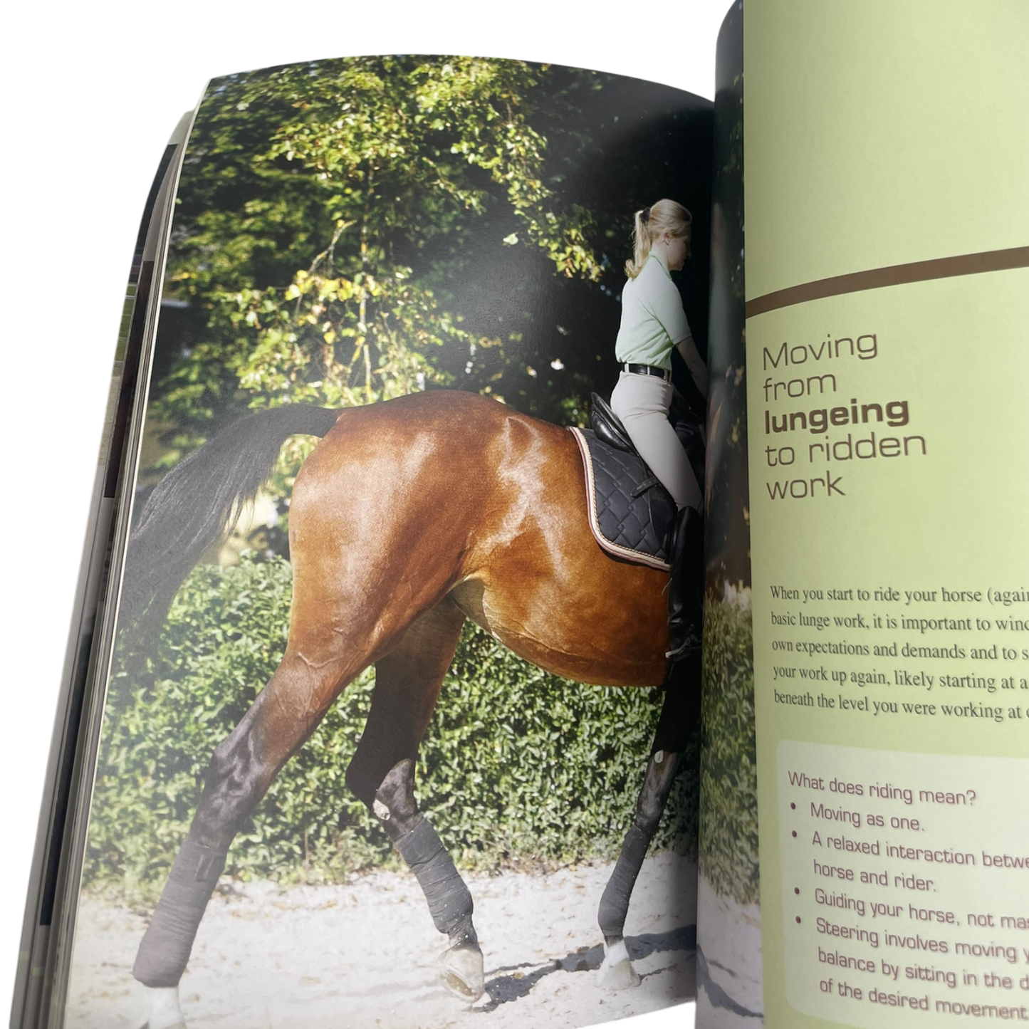 CONSIGNMENT "The Athletic Horse" by Horst Becker