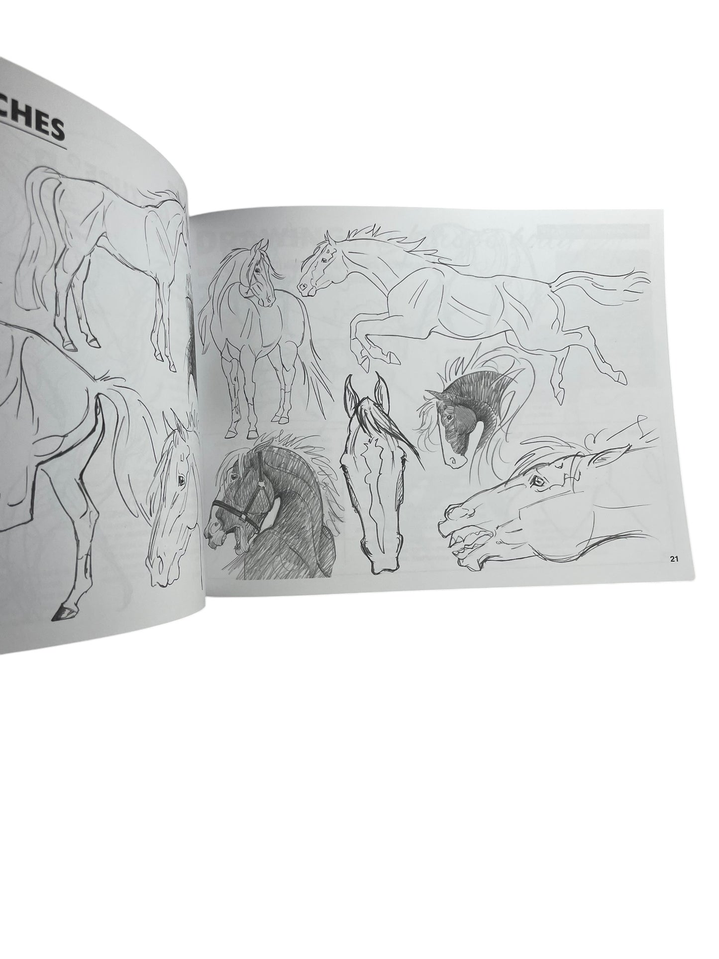 Anyone Can Draw Horses Softcover book
