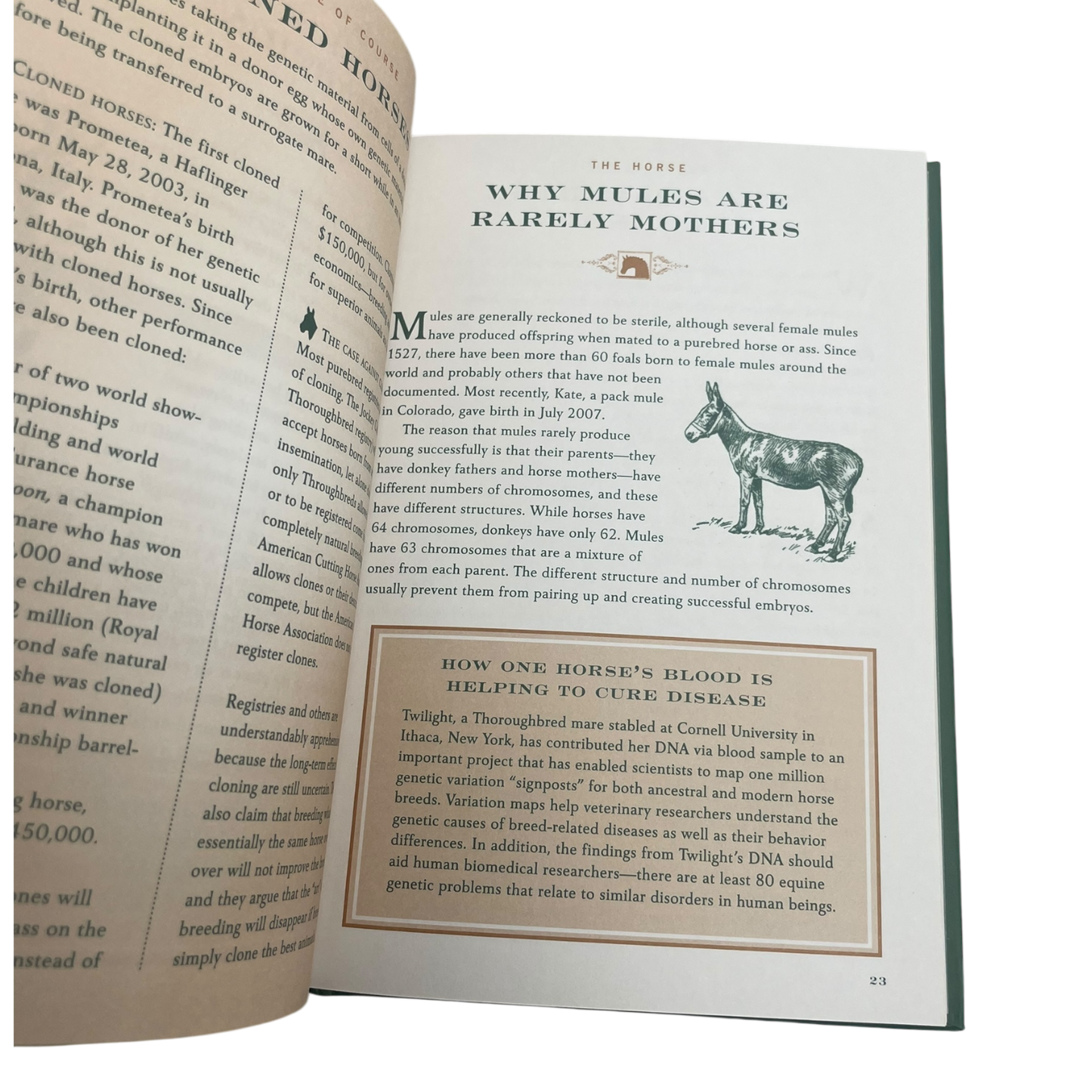 CONSIGNMENT A Horse of Course by Mary Frances Budzik
